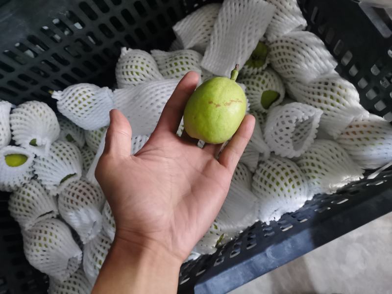 新疆库尔勒香梨
