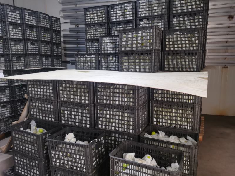 新疆库尔勒香梨