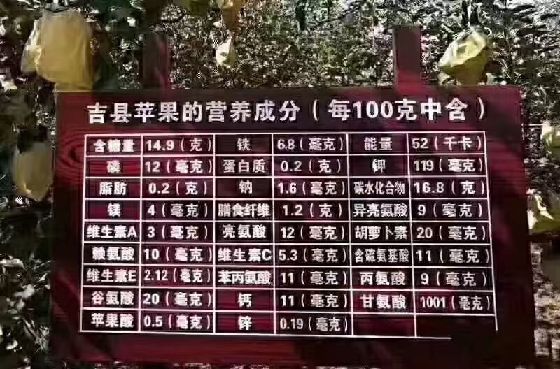 山西壶口晚熟红富士已开园！欢迎新老顾客打扰，量大从