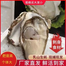 山东精品乳山生蚝一件代发保证品质规格齐全价格美丽
