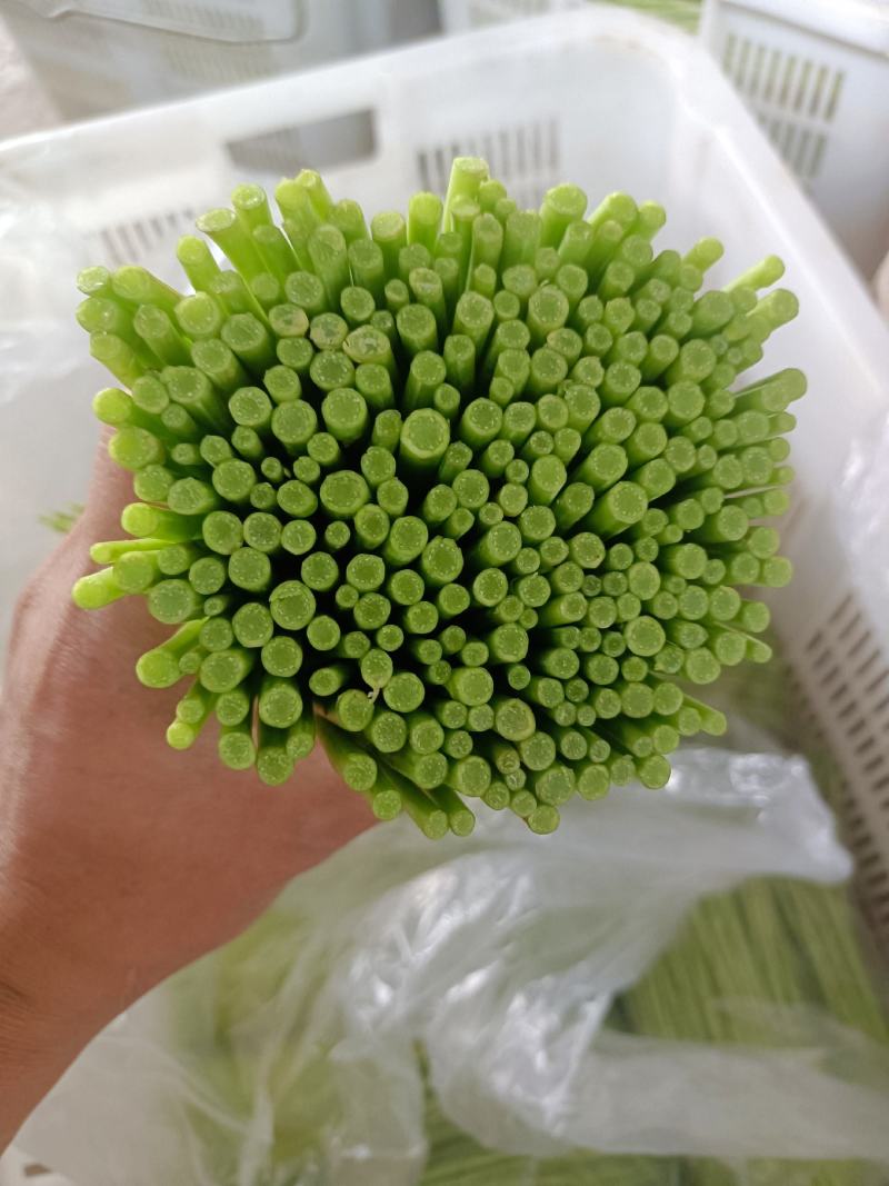 芦蒿种植