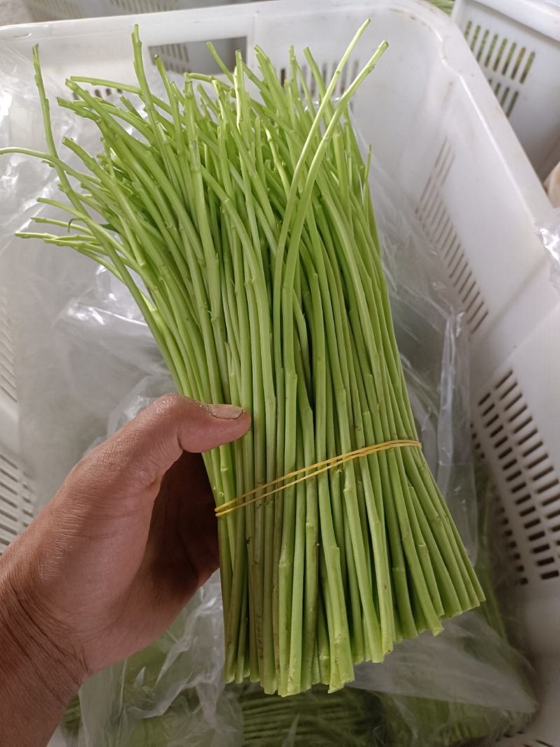 芦蒿种植