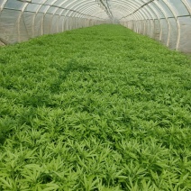 芦蒿种植