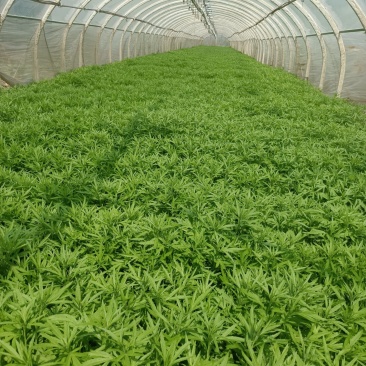 芦蒿种植