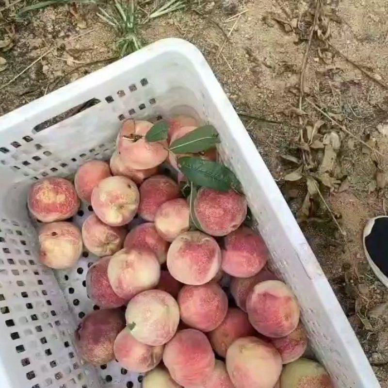 映霜红毛桃，货源充足