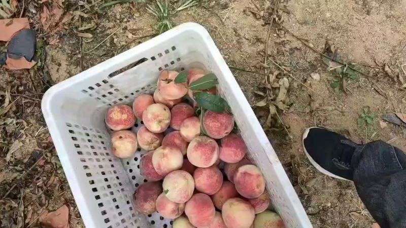 映霜红毛桃，货源充足