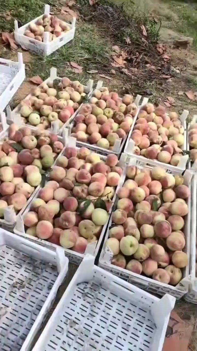 映霜红毛桃，货源充足