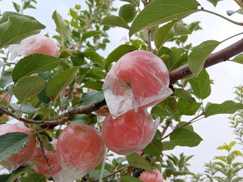 山西纸加膜富士苹果