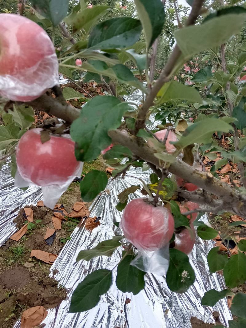 山西纸加膜富士苹果