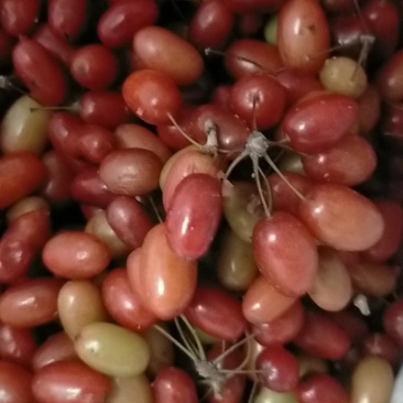 山茱萸