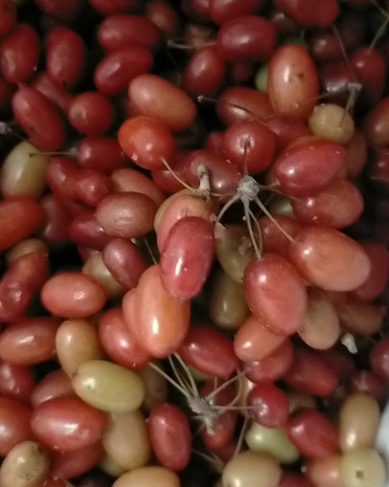 山茱萸