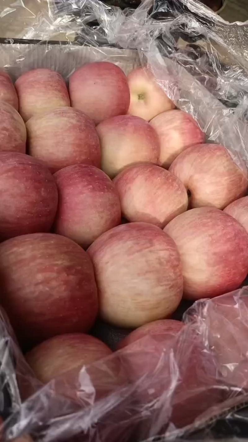 山东红富士苹果价格