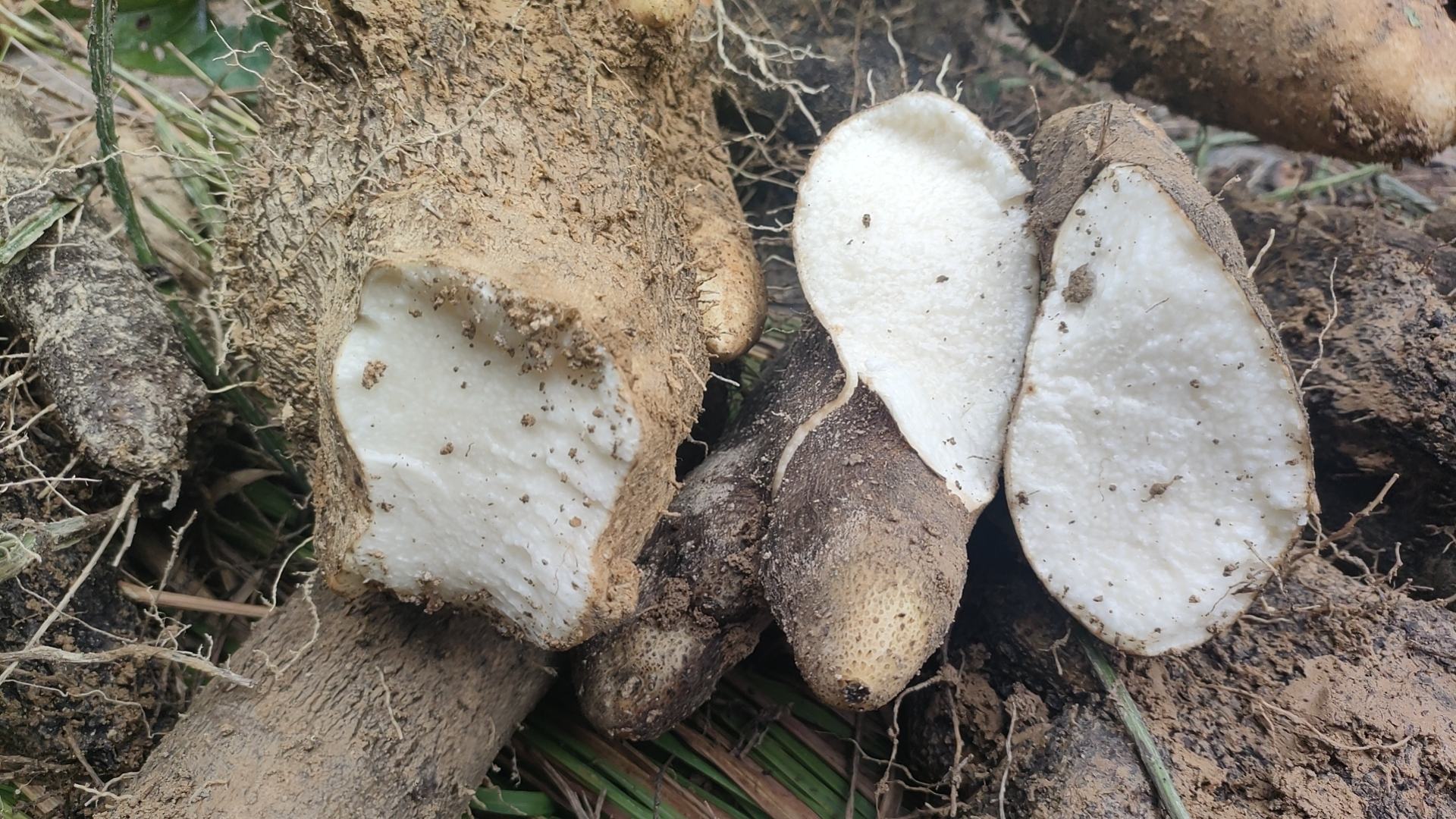 百合与山药、莲子、糯米搭配的常见食谱示意图,适合不同体质人群 百合食谱搭配示意图