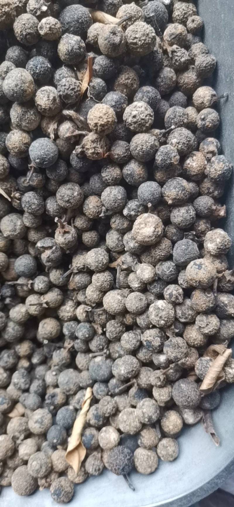枳实，酸橙幼果，山橙果，橙子幼果疏果摘的