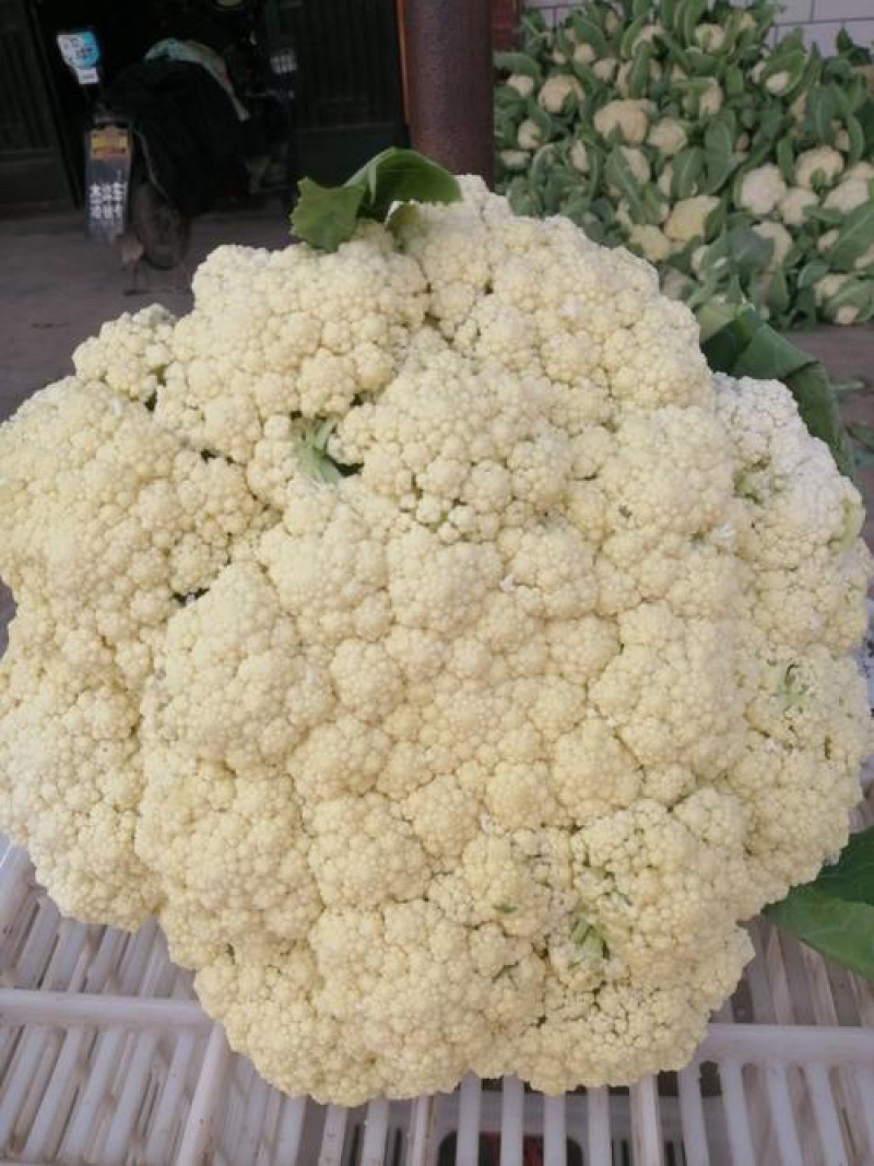 万亩花菜基地大量上市中