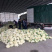 万亩花菜基地大量上市中