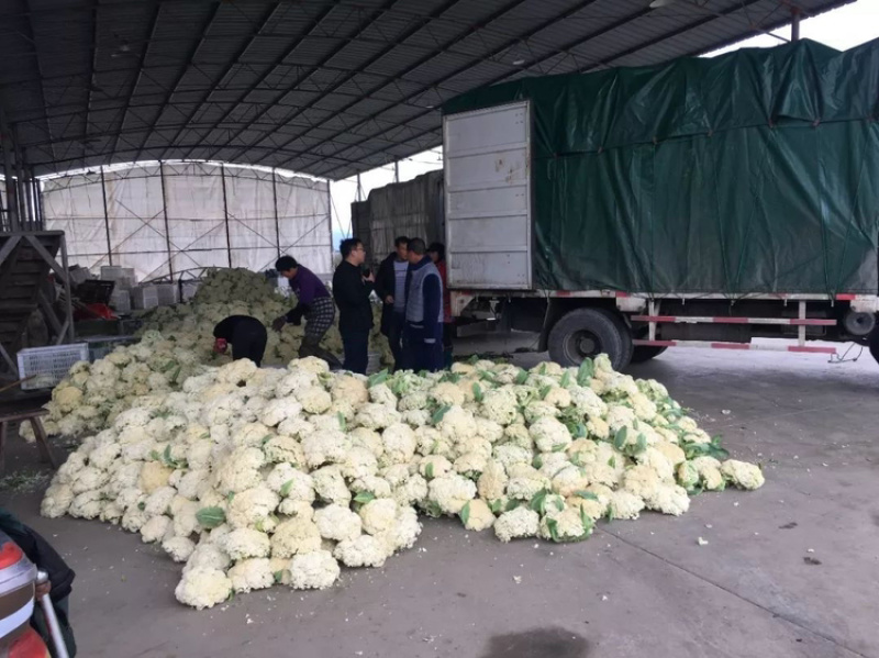 万亩花菜基地大量上市中