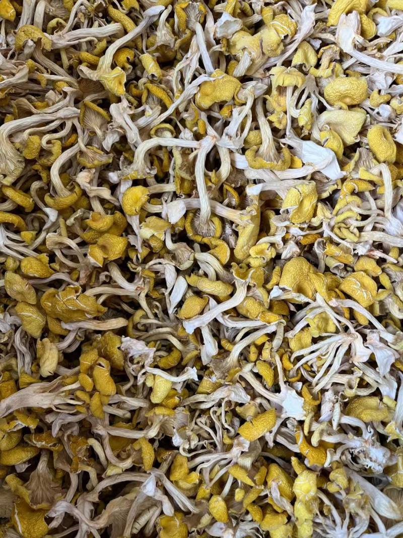 干榆黄菇片