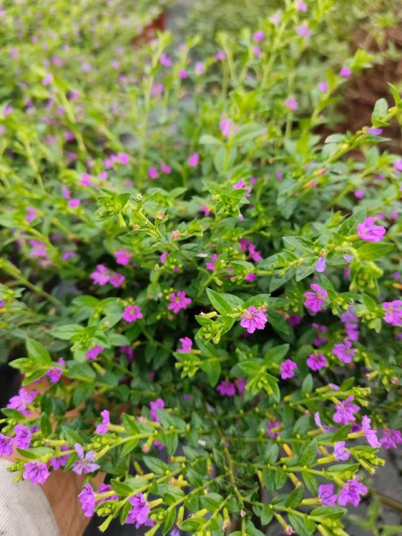 马尼拉，台湾青，果林草，绿化小苗，绿化工程用