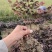 马尼拉，台湾青，果林草，绿化小苗，绿化工程用