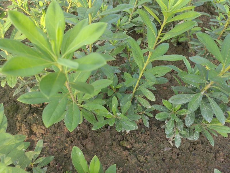 马尼拉，台湾青，果林草，绿化小苗，绿化工程用