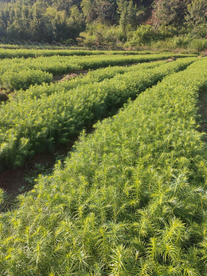 马尼拉，台湾青，果林草，绿化小苗，绿化工程用
