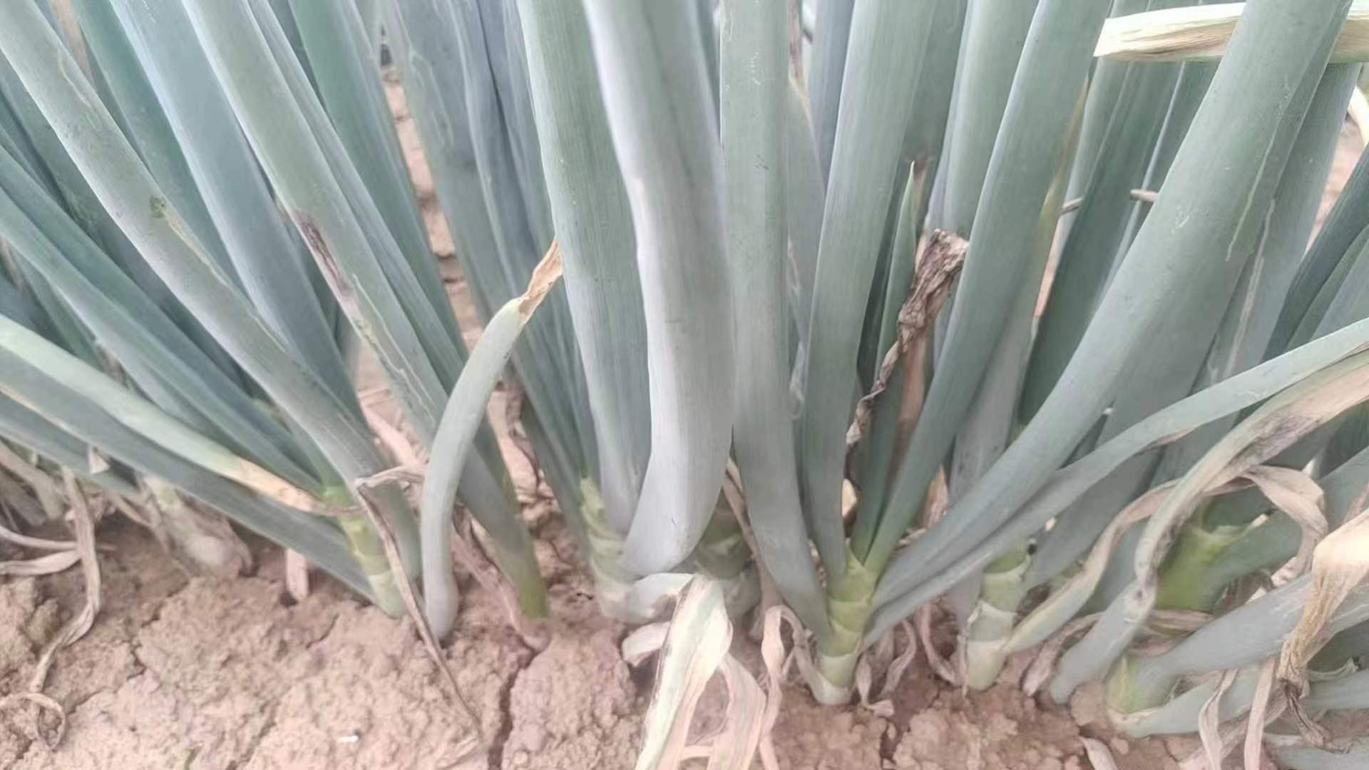 大葱灰霉病症状图