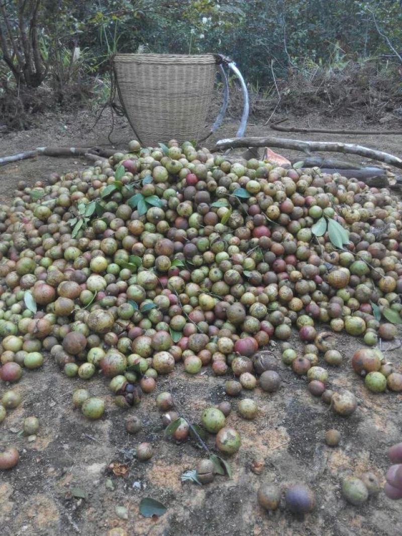 广西山茶果子油