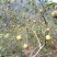 广西山茶果子油