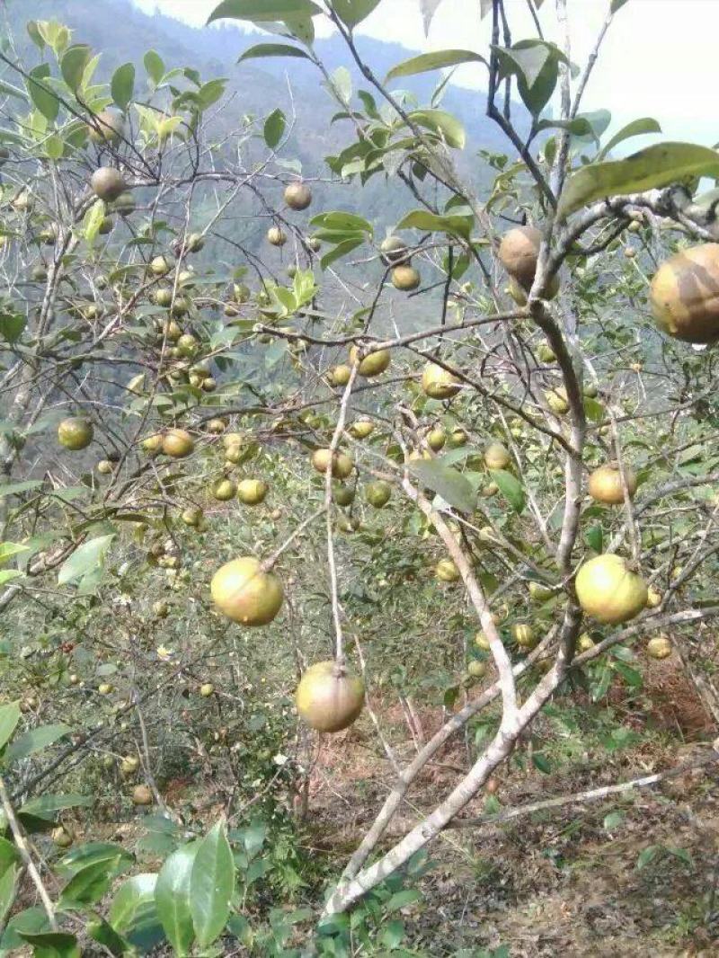 广西山茶果子油