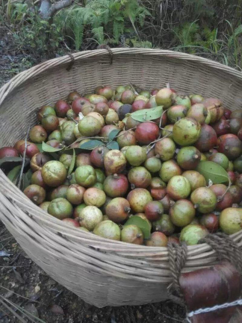 广西山茶果子油