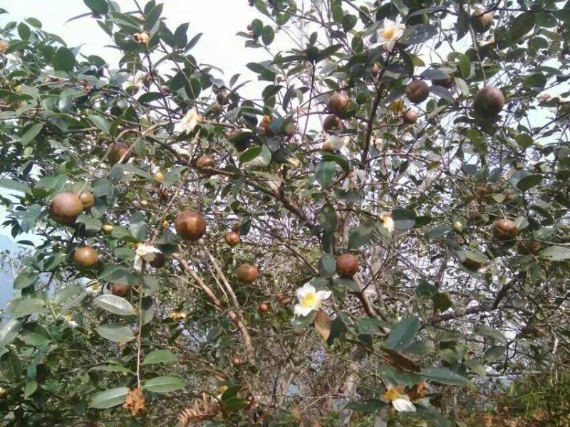 广西山茶果子油