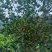 广西山茶果子油