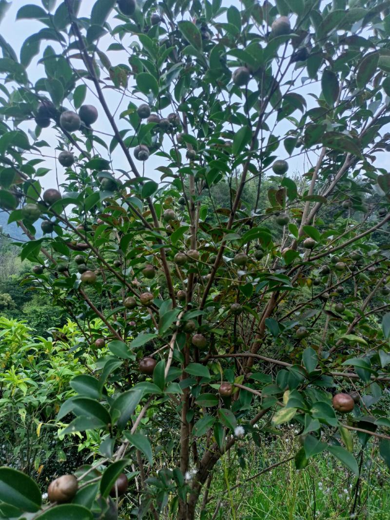 广西山茶果子油