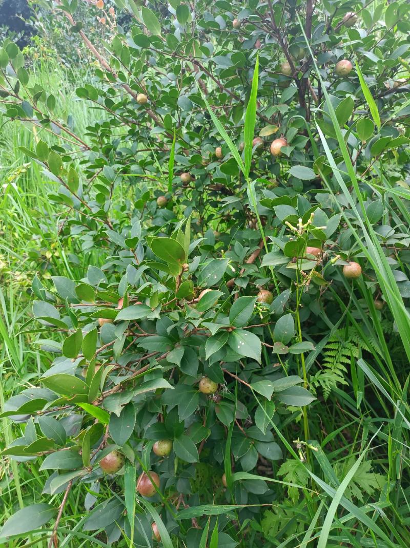 广西山茶果子油