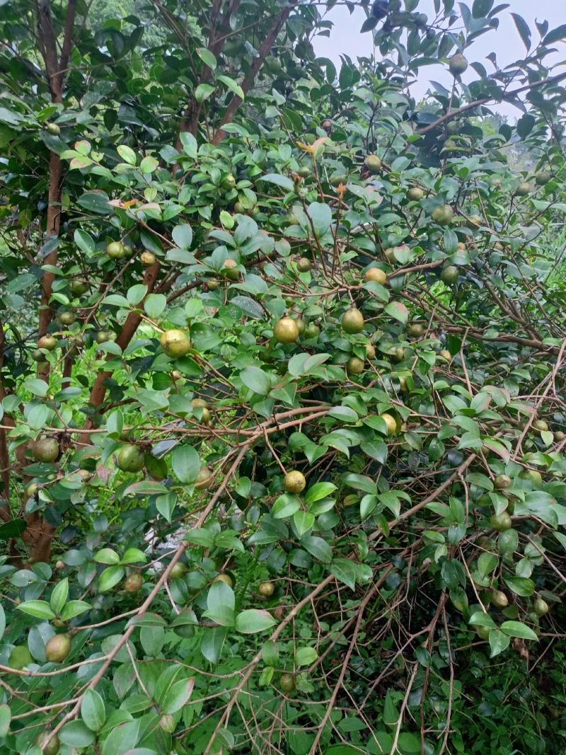 广西山茶果子油