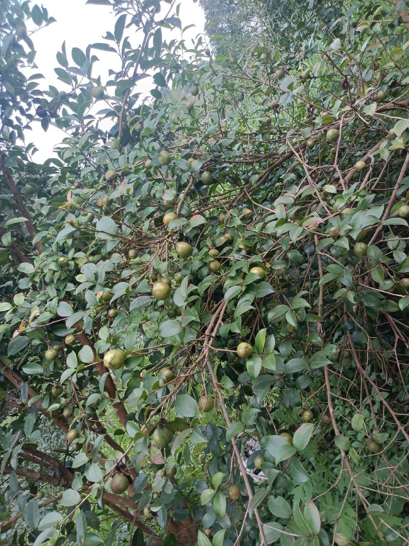 广西山茶果子油