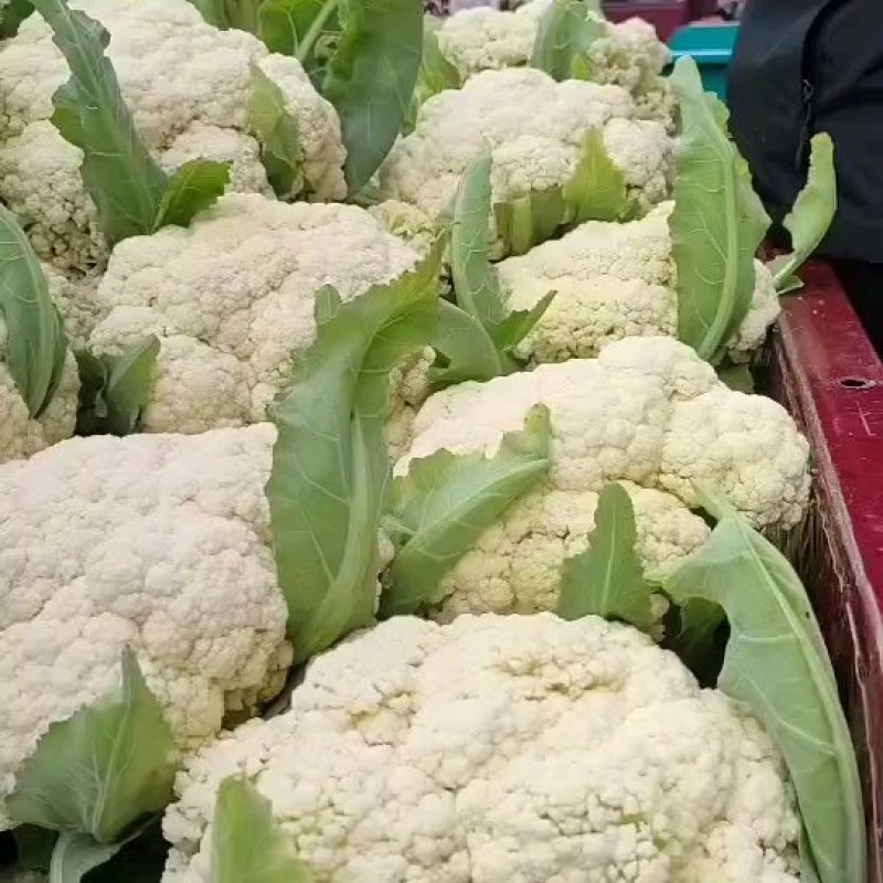 河南精品有机花花菜松花菜散花，小米粒白面青梗有机花