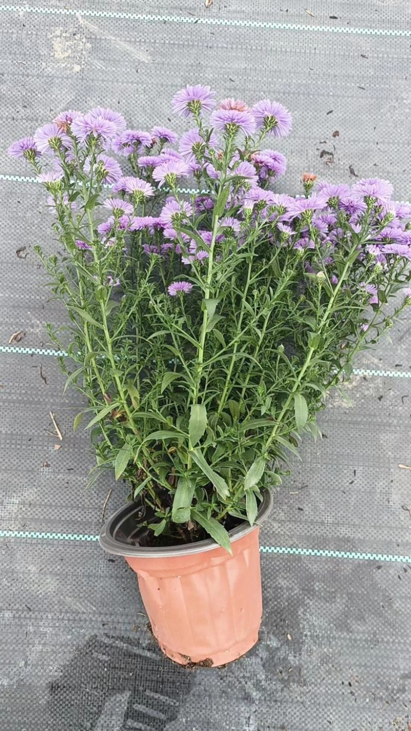 丹麦翠菊