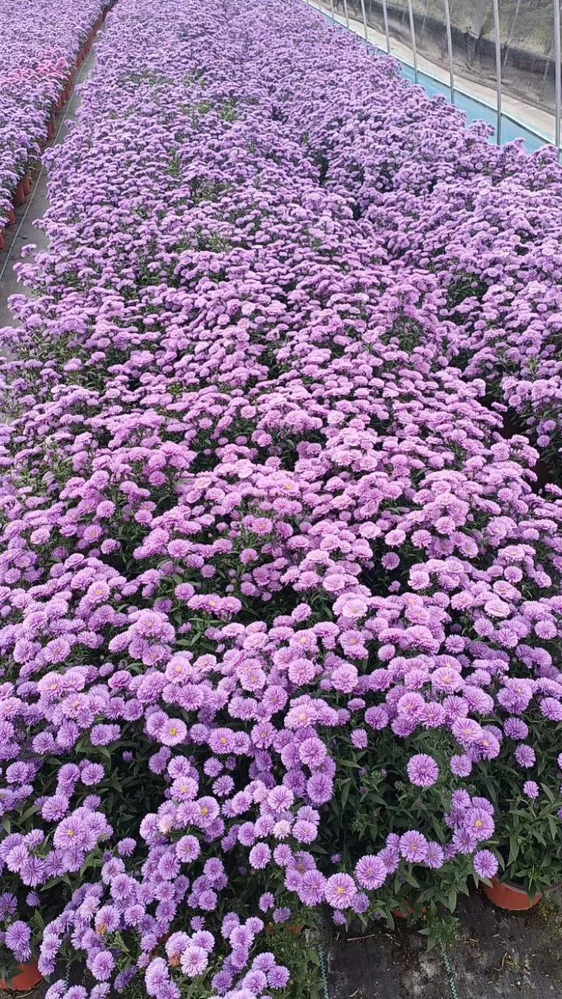 丹麦翠菊