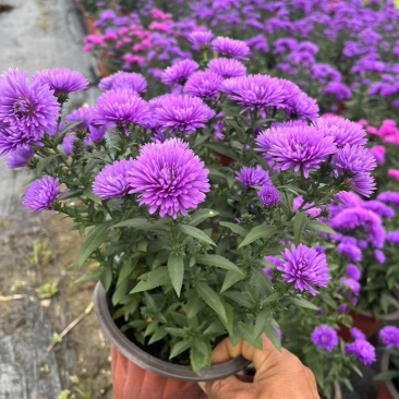 丹麦翠菊