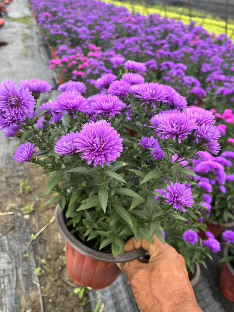 丹麦翠菊