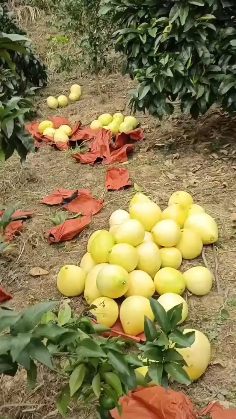 福建原产地柚子，高山种植，水分充足，口感爆汁先到先得