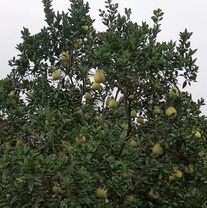 福建原产地柚子，高山种植，水分充足，口感爆汁先到先得