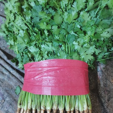 精品大叶香菜，菠菜。产地一手当天新鲜菜，质量保证