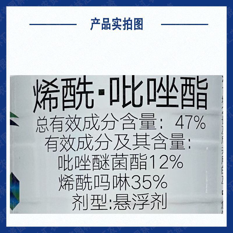 真格放大镜霜透47%烯酰吗啉吡唑醚菌酯黄瓜霜霉病肇庆产农