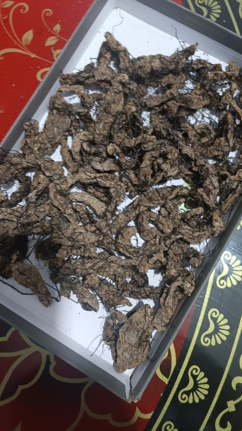 老天麻，三年老麻