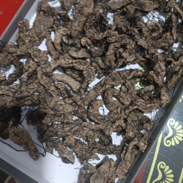 老天麻，三年老麻