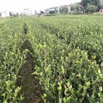 湘林、长林三华小杯苗大杯苗裸根苗都有