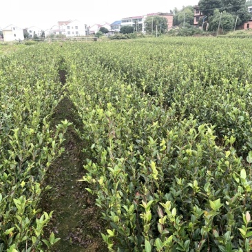 湘林、长林三华小杯苗大杯苗裸根苗都有
